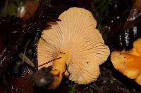 Cantharellus formosus image