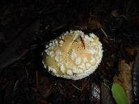 Amanita gemmata image