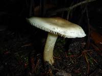 Tricholoma saponaceum image