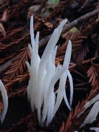 Clavaria fragilis image