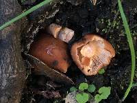 Lactarius rubidus image