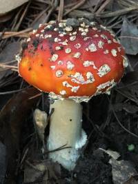 Amanita muscaria image