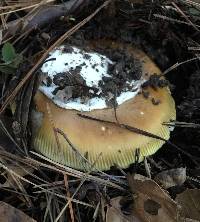 Amanita calyptroderma image