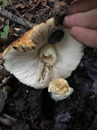 Amanita calyptroderma image