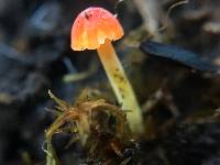 Mycena acicula image