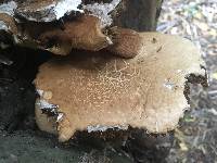 Agrocybe parasitica image