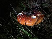 Amanita muscaria image