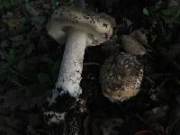 Amanita pantherina image