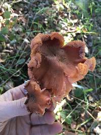 Laccaria laccata image