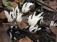 Clavaria fragilis image