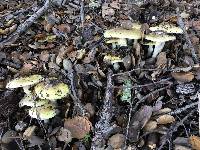 Amanita phalloides image