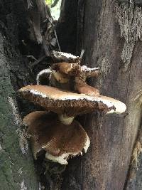 Agrocybe parasitica image