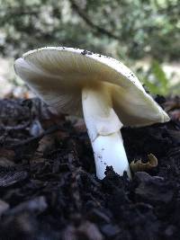 Amanita phalloides image