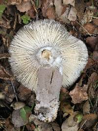 Amanita vaginata image