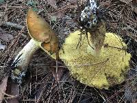 Suillus pungens image