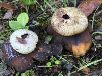 Astraeus hygrometricus image