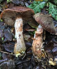 Armillaria sinapina image