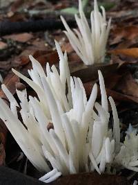 Clavaria fragilis image