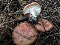 Lactarius xanthogalactus image