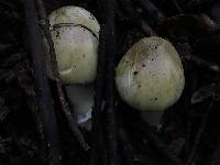 Amanita phalloides image