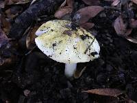 Amanita phalloides image