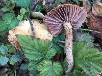 Laccaria amethysteo-occidentalis image