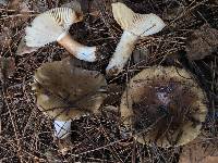 Russula fragrantissima image