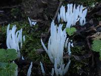 Clavaria fragilis image