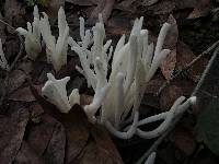 Clavaria fragilis image