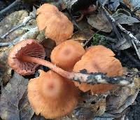 Laccaria laccata image