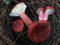 Russula sanguinaria image