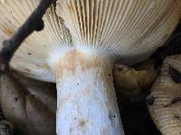 Russula cerolens image