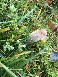 Coprinus comatus image