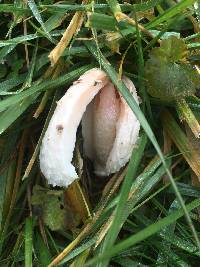 Coprinus comatus image