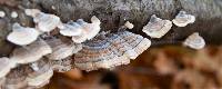 Trametes versicolor image