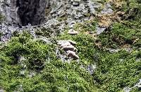 Schizophyllum commune image