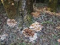 Armillaria mellea image