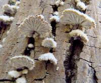 Schizophyllum commune image