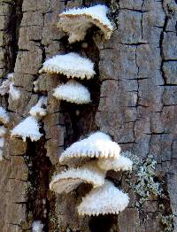 Schizophyllum commune image