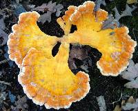 Laetiporus cincinnatus image