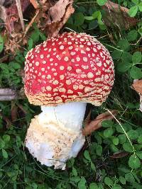 Amanita muscaria image