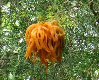 Gymnosporangium juniperi-virginianae image