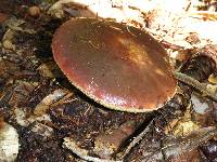 Boletus regineus image