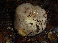 Lactarius alnicola image