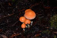 Hypholoma capnoides image