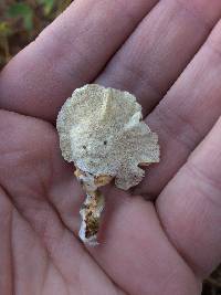 Trametes versicolor image