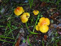 Hygrocybe acutoconica image