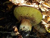 Boletus regineus image