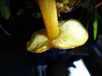 Hygrocybe acutoconica image