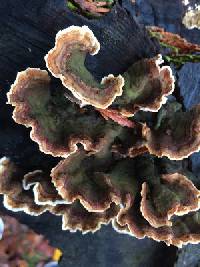 Trametes versicolor image
